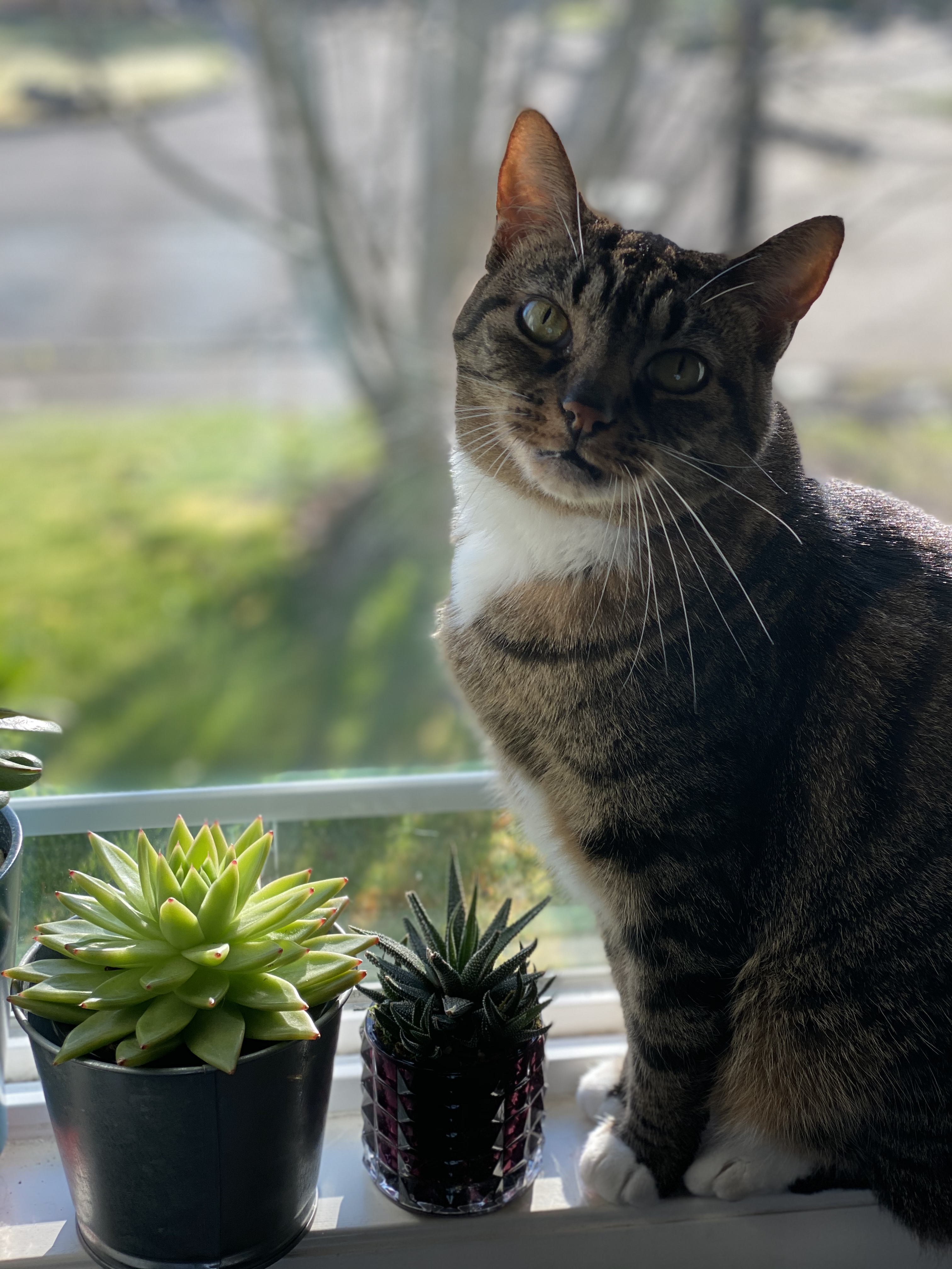 Attachment Cats - Flora